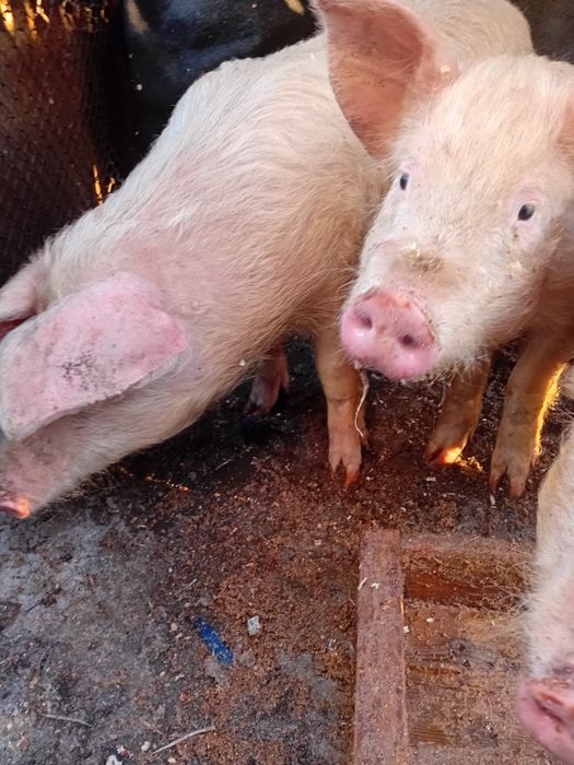 Продаётся поросят