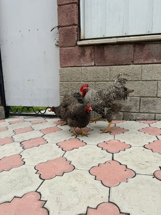 Инкубацонная яица