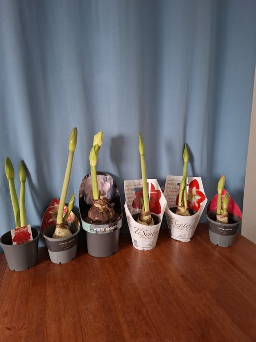 Луковицы амариллиса в горшке