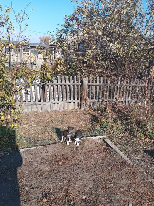 отдам щенят в добрые руки