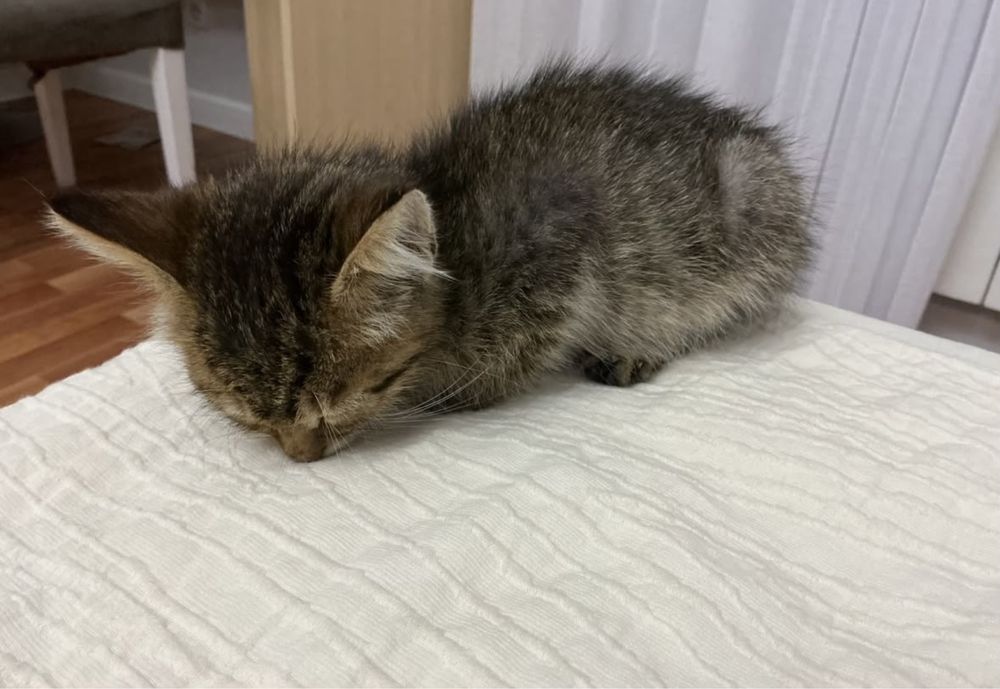Отдам котика в добрые руки