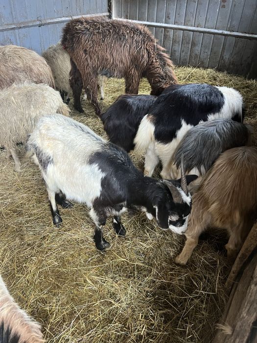 Schimb capre cu vaci , vitei , pui de bivol