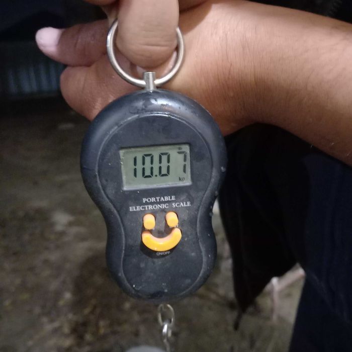 Индюше мясо свежее