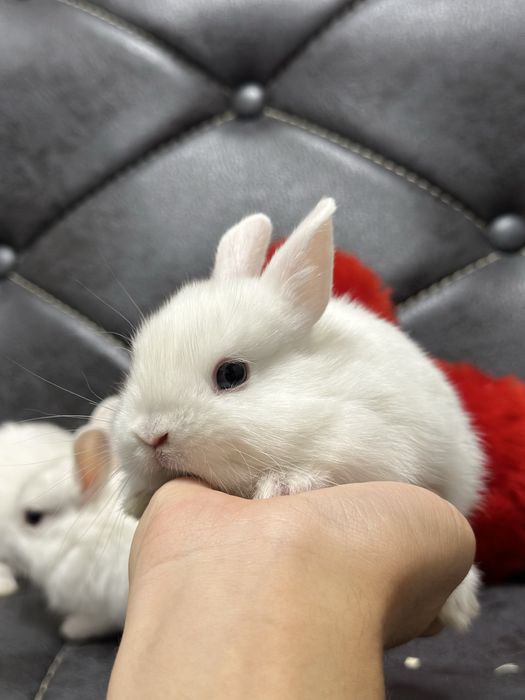 Basmala Farm – Quyon sevuvchilar uchun eng yaxshi tanlov!