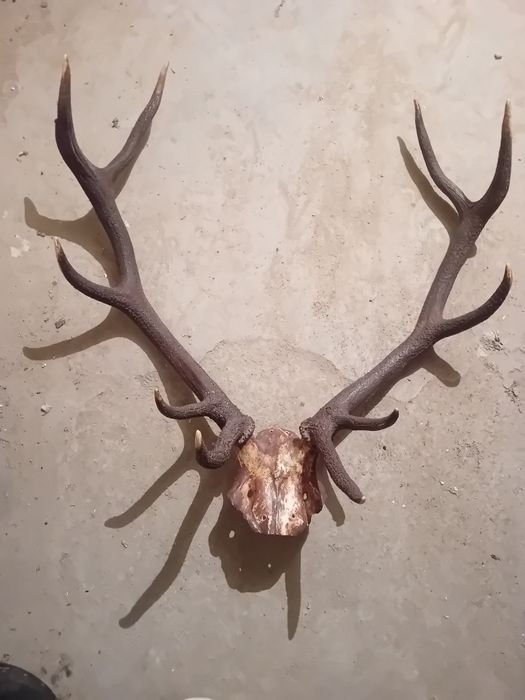 Еленови рога; Ш85 см; В90 см