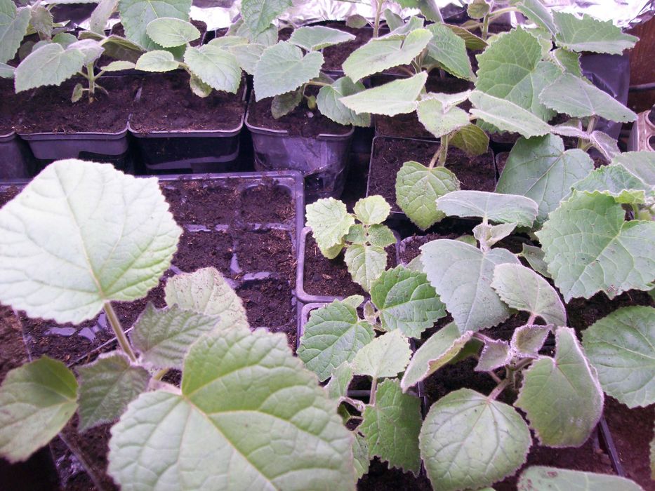 paulownia hibrid 9501  paulonia , paulovnia, nord max