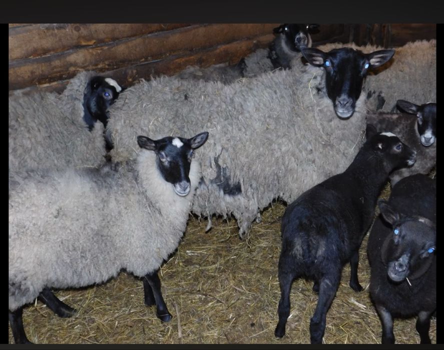 Oi romanov cu miei  de vanzare