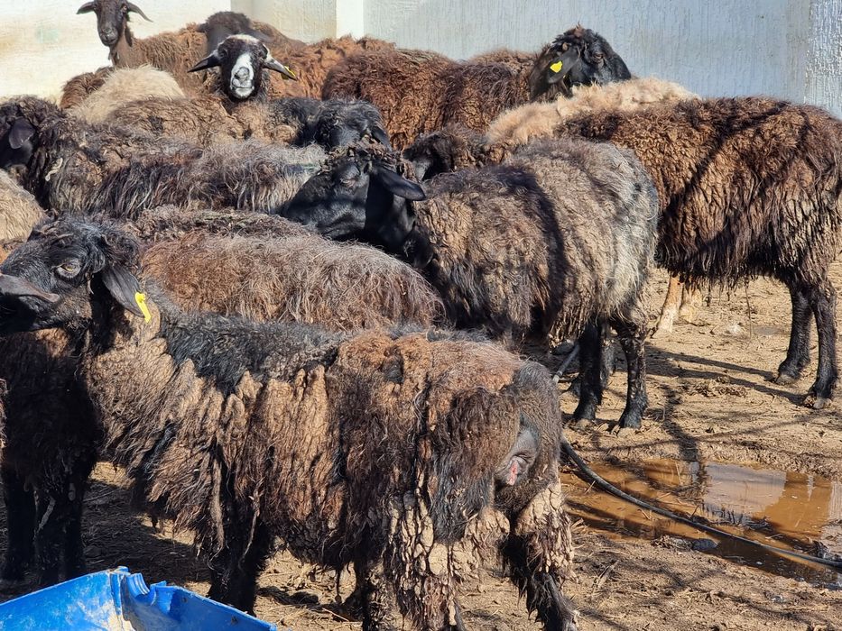 Семіз Қой (жирные Бараны)