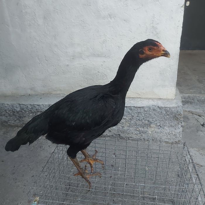 Ветнам ганой  джужа