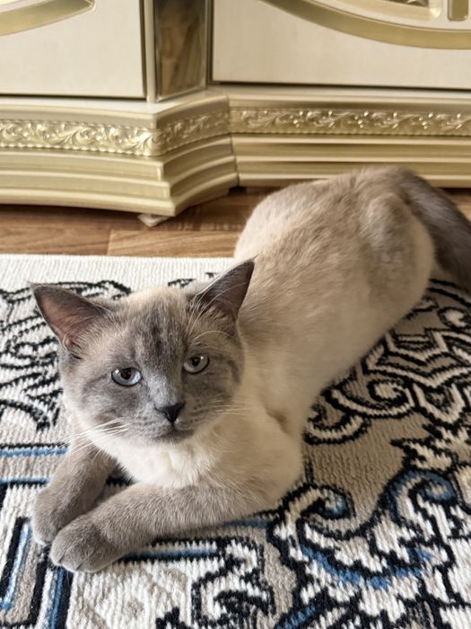 Odam koshku v xoroshiy ruki