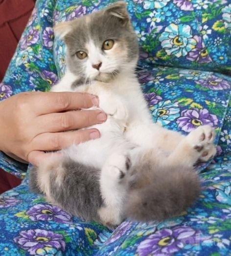 Шотландский вислоухий котёнок