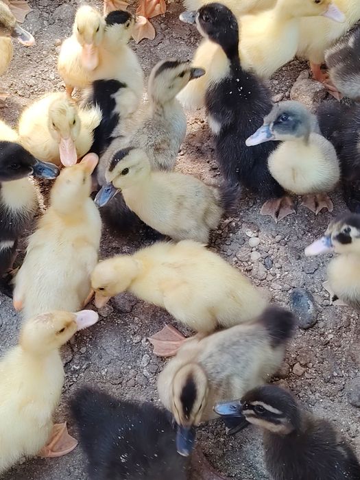 Rațe românești de vânzare