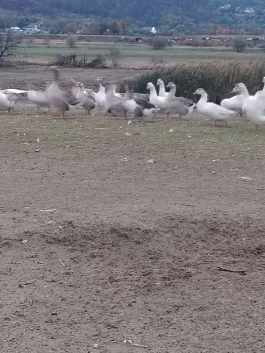 Vând gâște românești