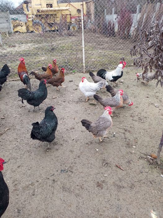 Gaini italiene perlate din anul 2025