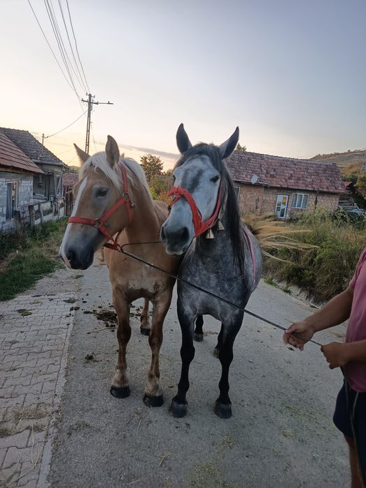 De vânzare iapa de