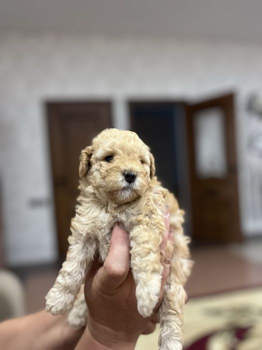 Продам щенка той пуделя