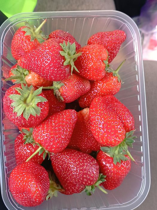 Продам рассаду клубники