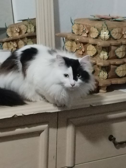 Отдам котика в хорошие руки