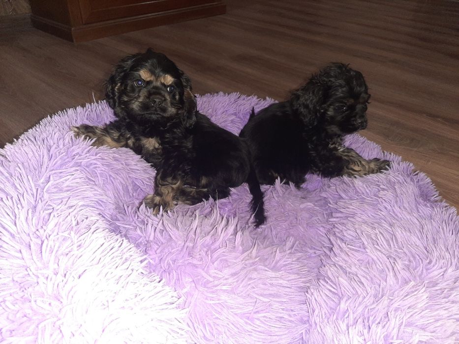 Американский кокер спаниель