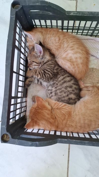 Котята крысоловы. Недорого