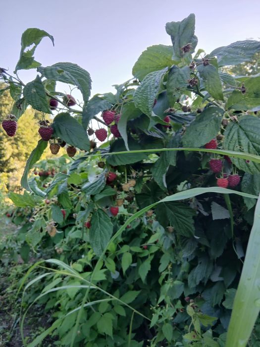 РАЗСАД Малини и Ягоди