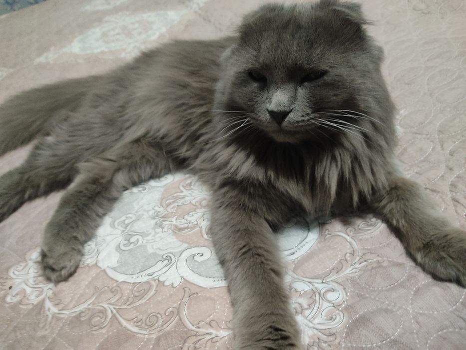 Mushuk Scottish fold