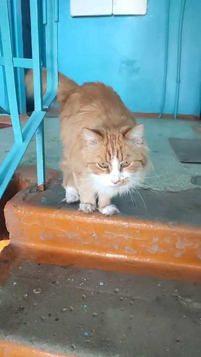 Чья потеряшка? Хозяин, забери!