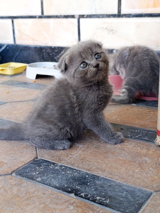Mushukchalar sotiladi, Scottish Strayt va Scottish fold
