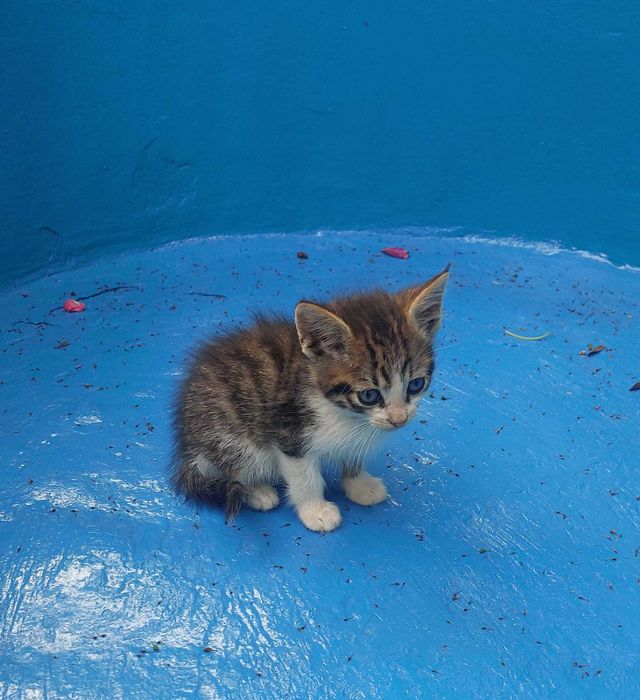 Търси се добър стопанин за мило котенце