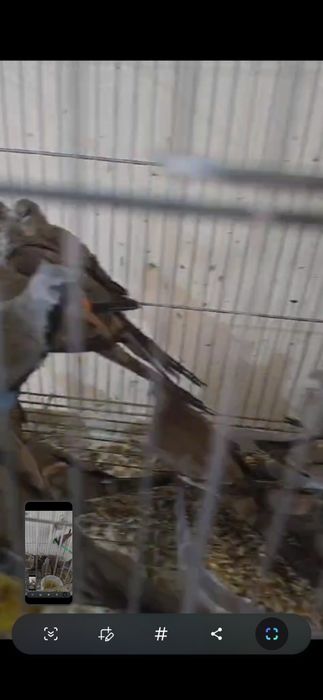 Капский  горлицы