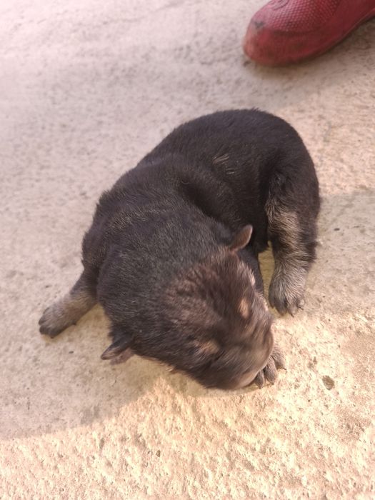 donez 5 căței gratis