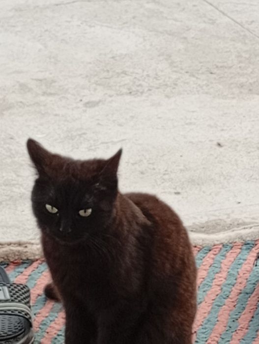 Отдам Кошки  три сестрички