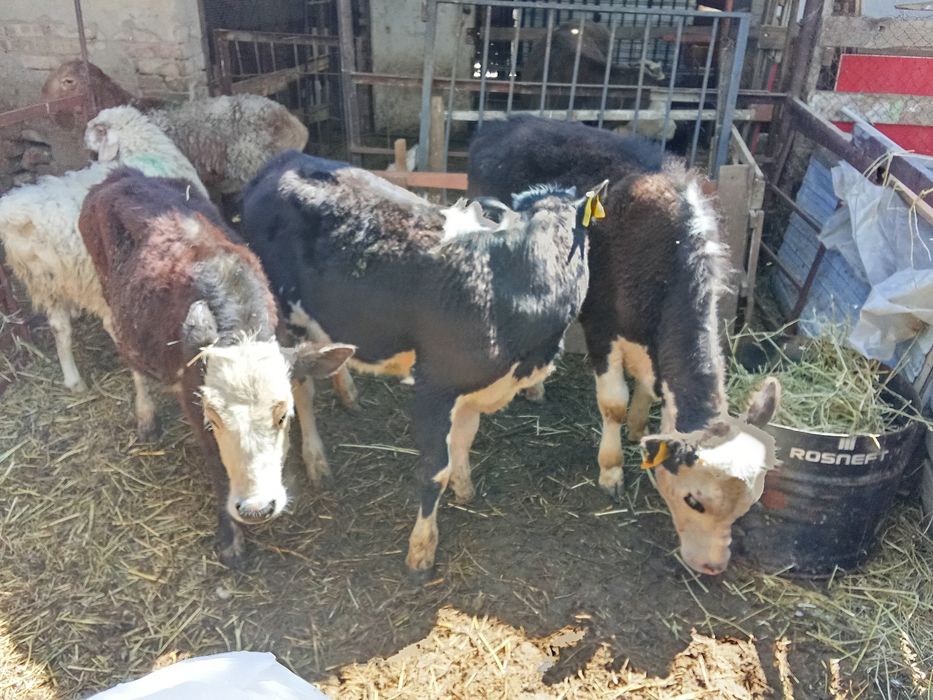Телята 8- месяцев