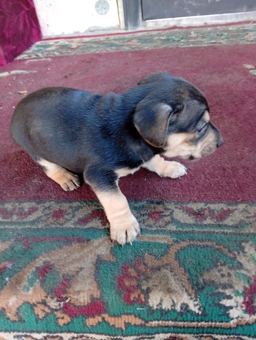 Щенята в добрые руки