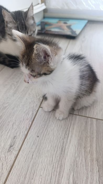 Котята,в хорошие рукки,около  ...