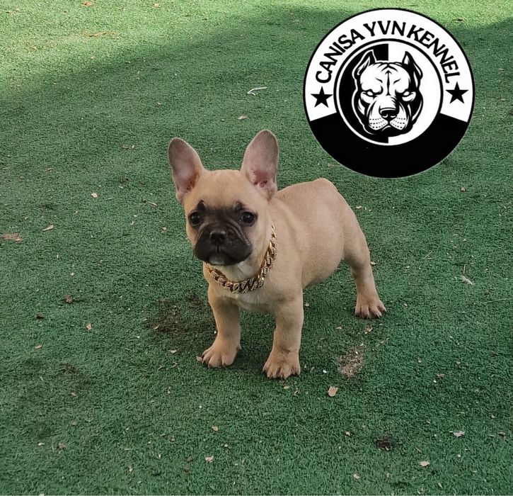 Femela buldog francez