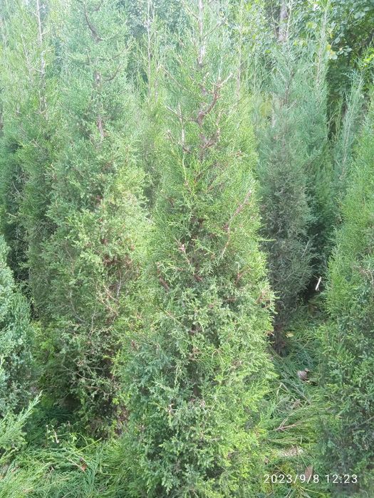 Маржавеник арчалар