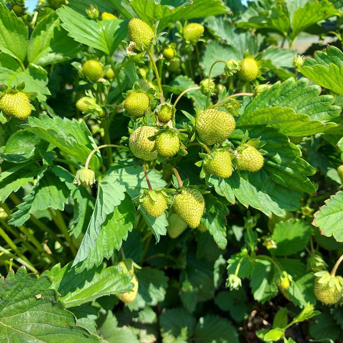 Ofer spre vânzare stoloni capsuni Albion ,Alba ,Asia și altele