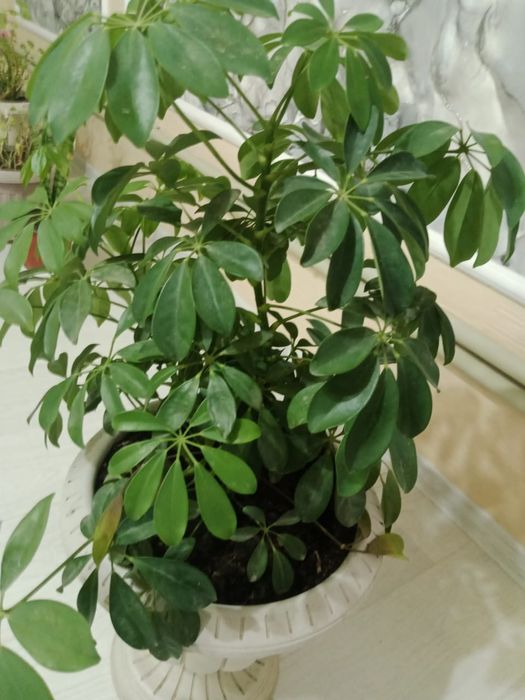 Продам домашние цветы