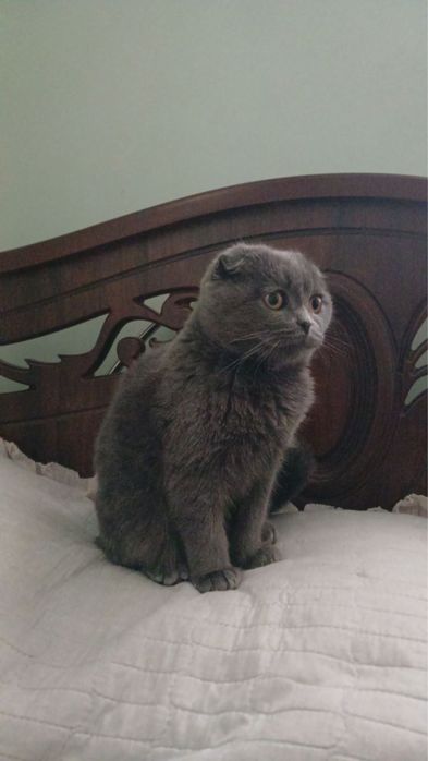 Shatlaniskiy vislouxa