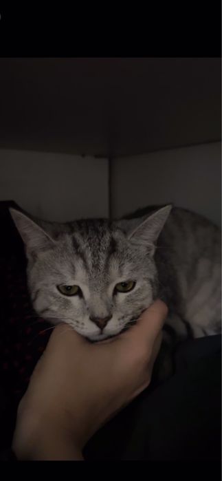 Шатлански мысық өте ақылды