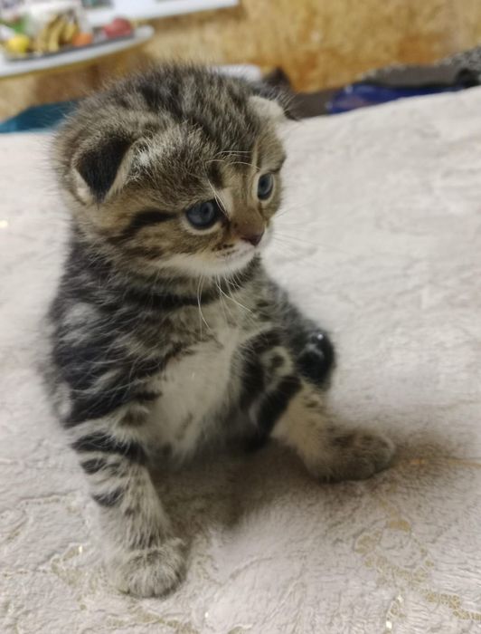 Котята породистые