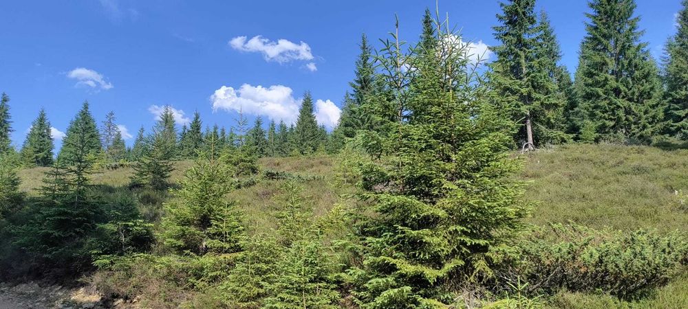 Teren in muntii Apuseni,Belis-Cluj