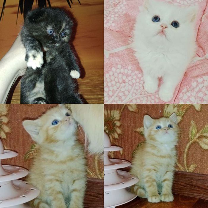 Роскошная Скоттиш Фолд черепахового окраса