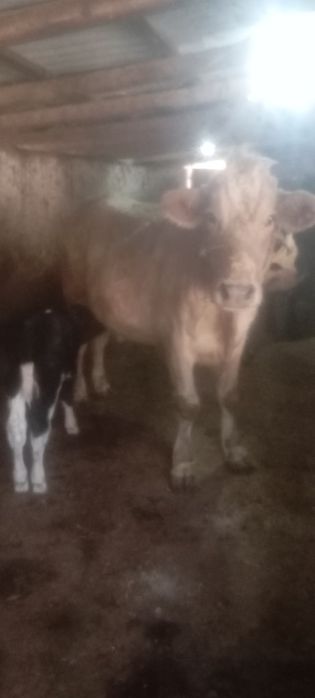 она бола Боласи 8 кунлик