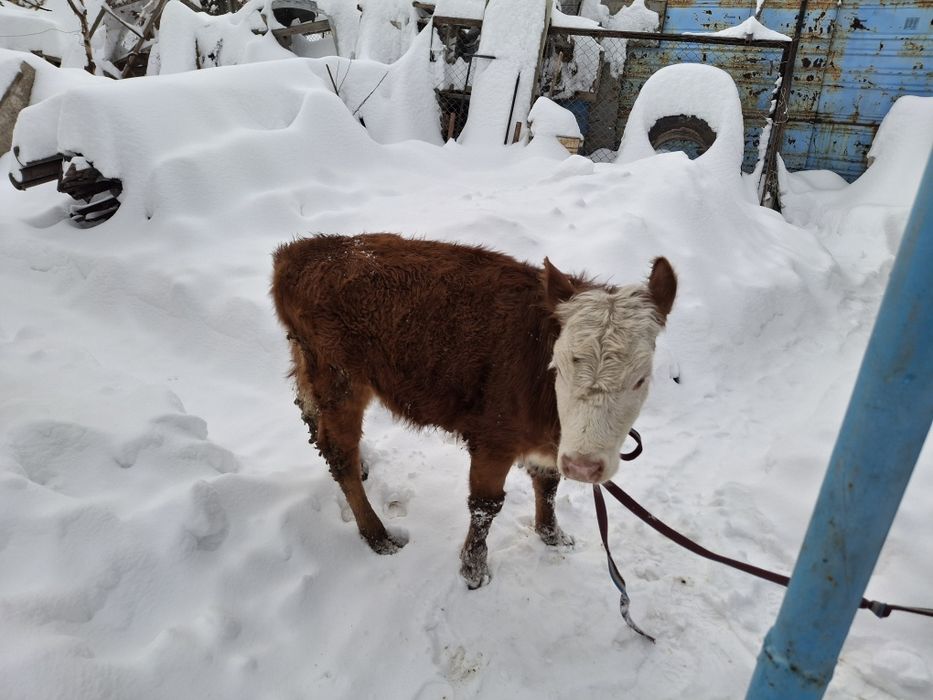 Продам бычка и телку