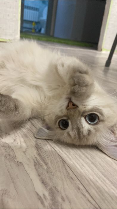 Отдом кошку в добрые руки