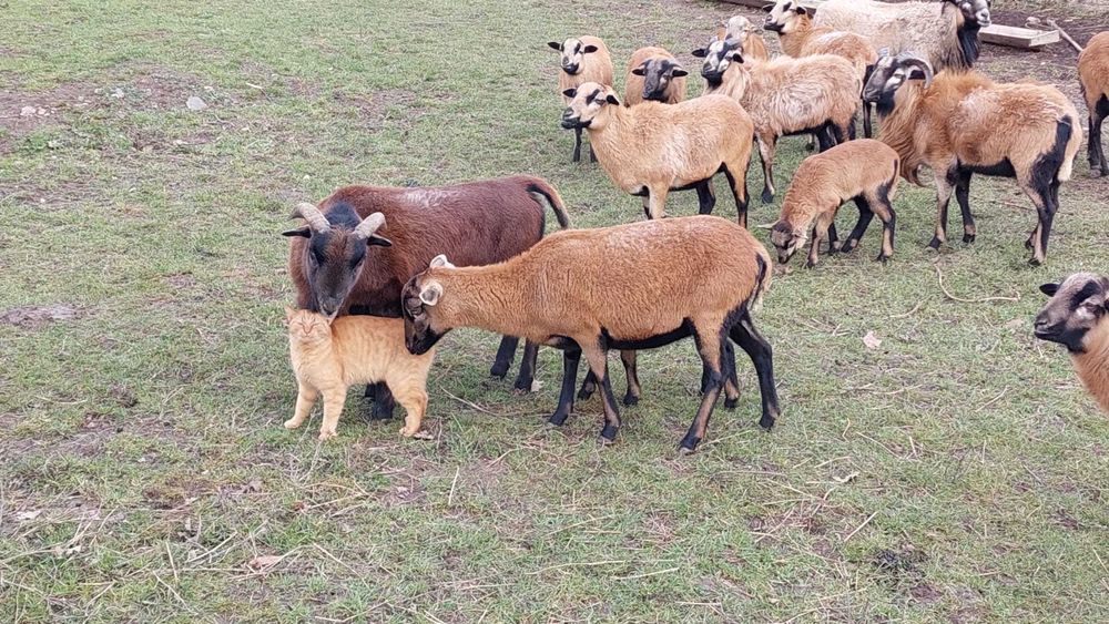 Oi de Camerun și berbec