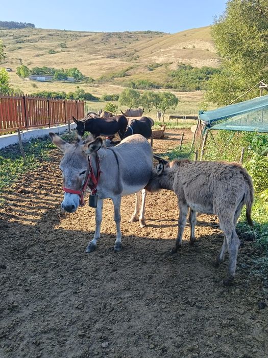 Vând măgărițe fătate recent