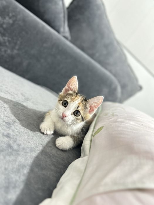 Котенок бесплатно